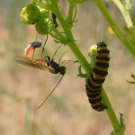 Ichneumon Wasp pointing ovipositor at Cinnabar larva