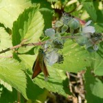 Essex Skipper on Bramble flower picnic meadow