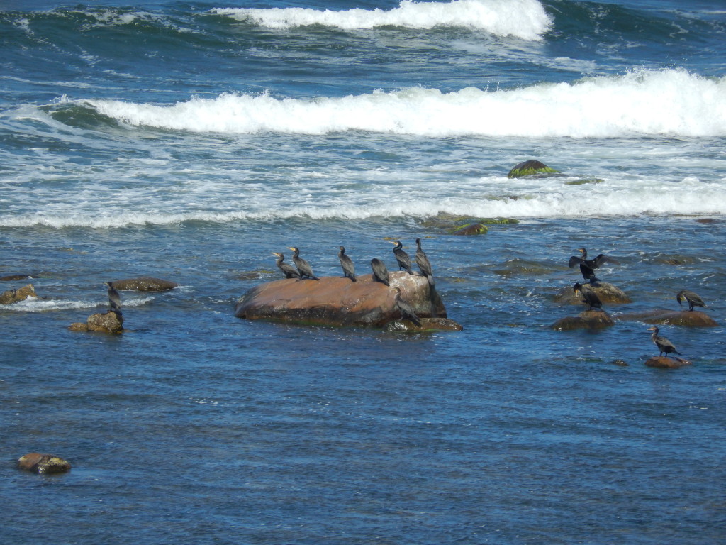 Cormorants basking off Hasle, Bornholm