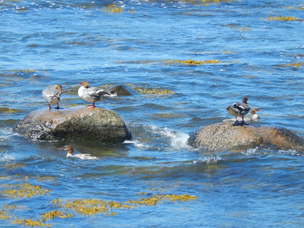 Goosanders in the Baltic sea