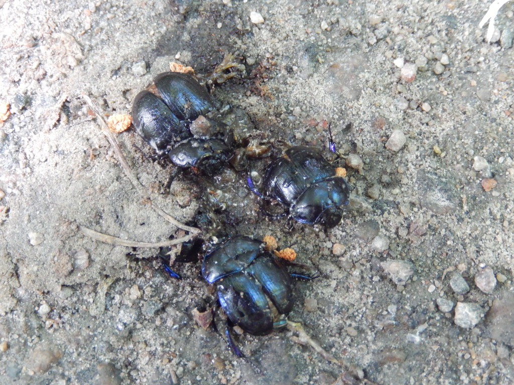 Three unlucky  Dor Beetles on cycle track