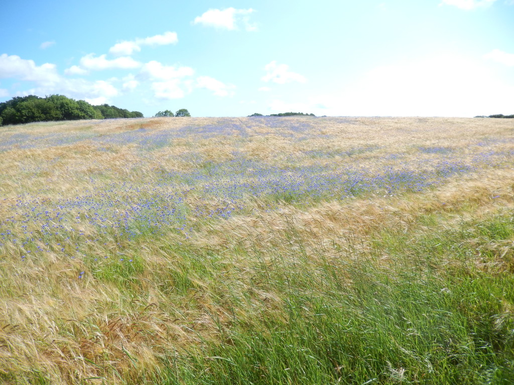 Blue! Cornflowers across a Cornfield