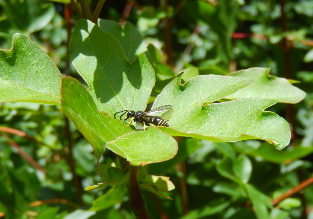 Mason Wasp Odynerus spinipes (Eumenidae) on aphid-sticky leaves