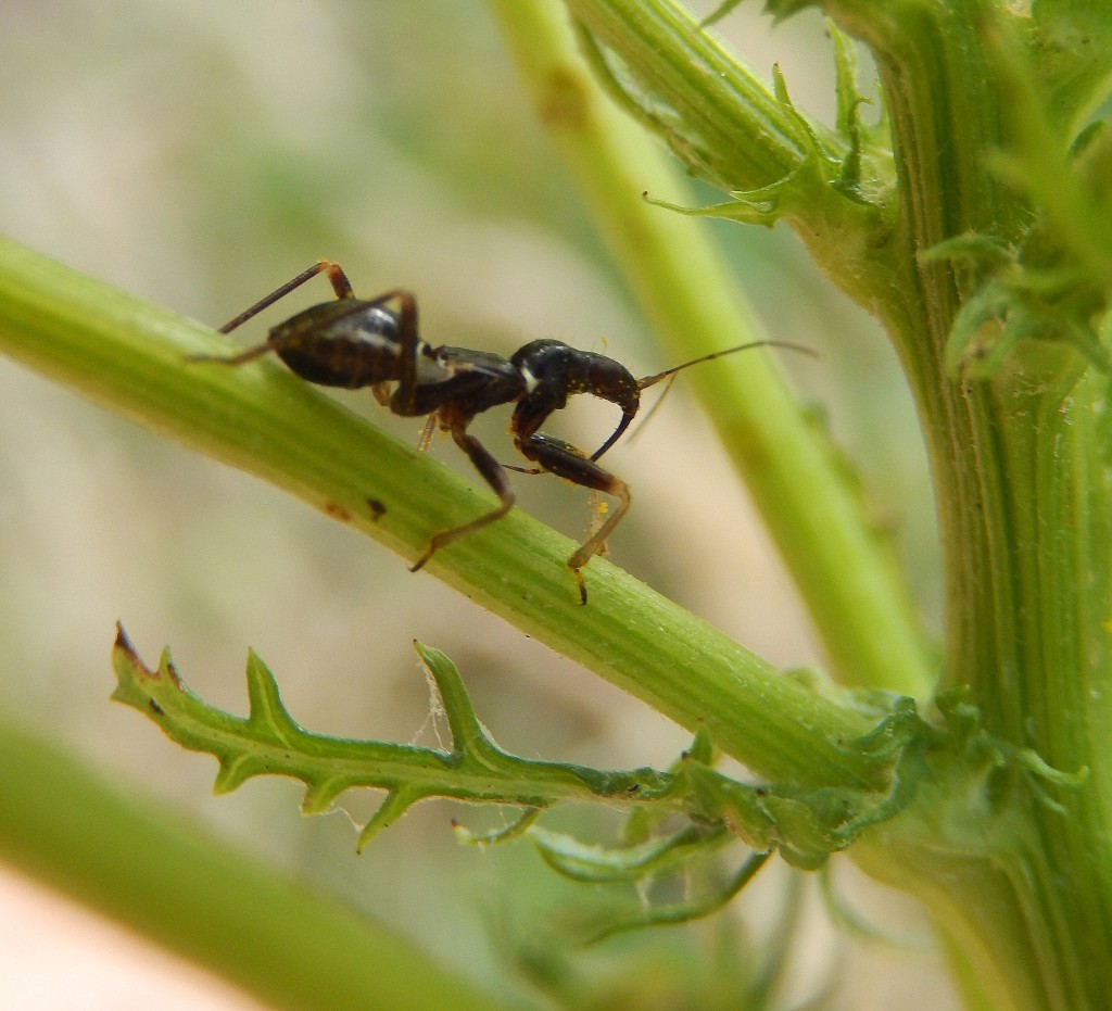Ant-mimic bug, Myrmecoris gracilis on Ragwort