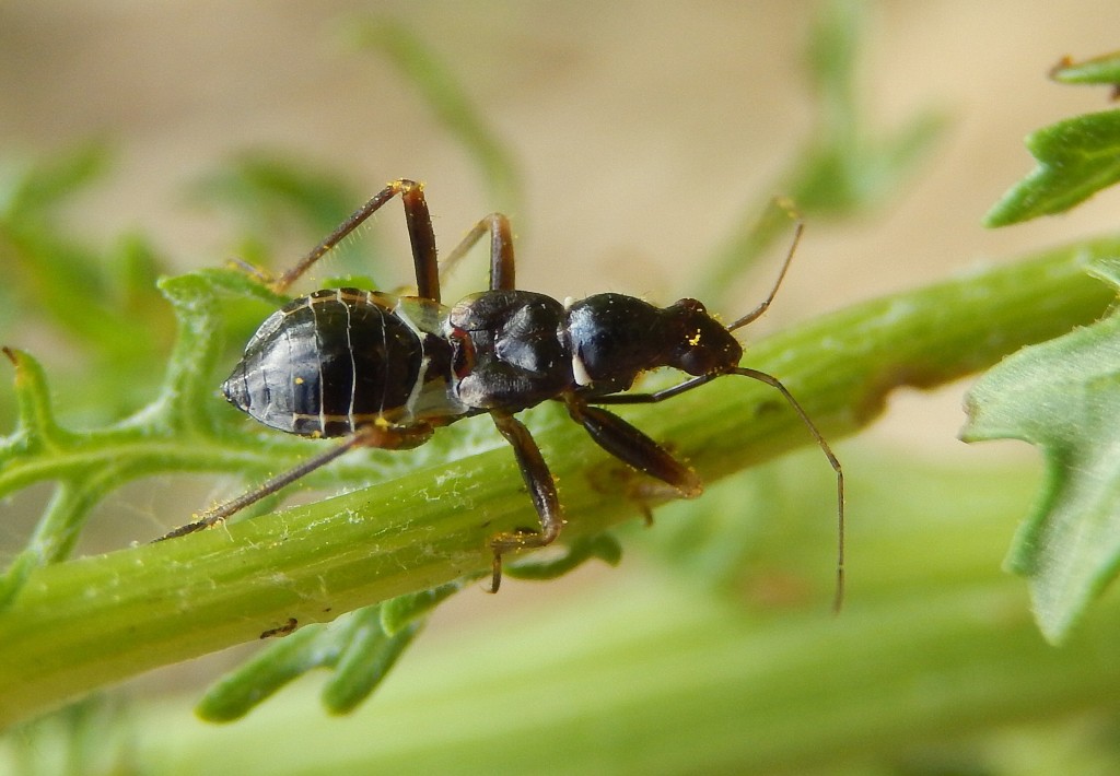 Ant-mimic predatory bug, Myrmecoris gracilis, dorsal view, on Ragwort