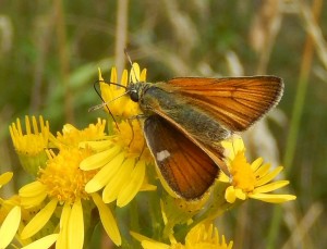 Essex Skipper on Ragwort