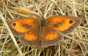 An obliging Gatekeeper, wings open