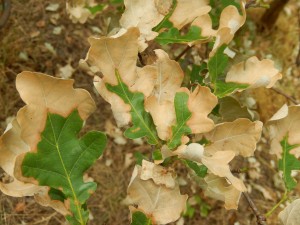 Oak bush dying of drought
