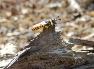 Bee-Wolf (Bee-Killer Wasp Philanthus triangulum)