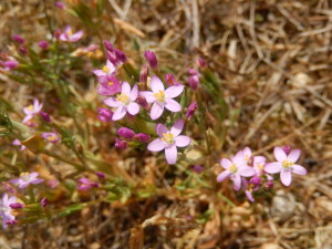 Centaury on Parish Meadow