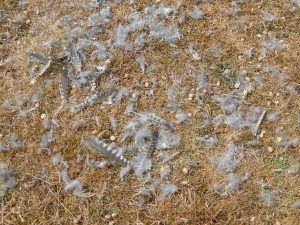 Sparrowhawk Kill - this Green Woodpecker's flying days are over