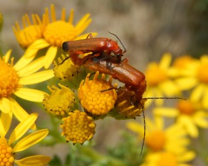 Cantharid Beetles Rhagonycha fulva mating on Ragwort