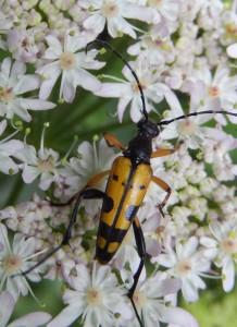 Strangalia maculata on Hogweed