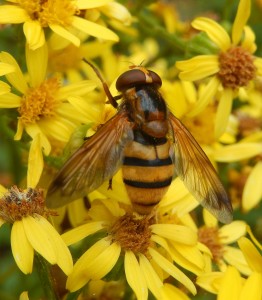 Big hoverfly Volucella inanis