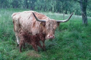 Morag and new bull calf