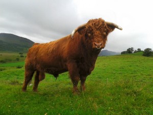 Proud dad: Angus the bull looking statuesque