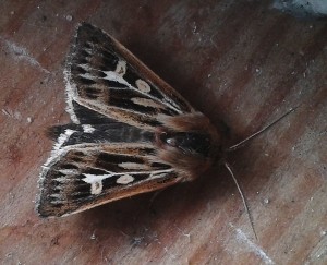 Female Antler Moth Cerapteryx graminis