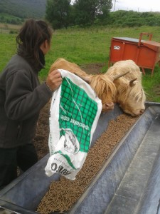 Giving the heifers their morning feed