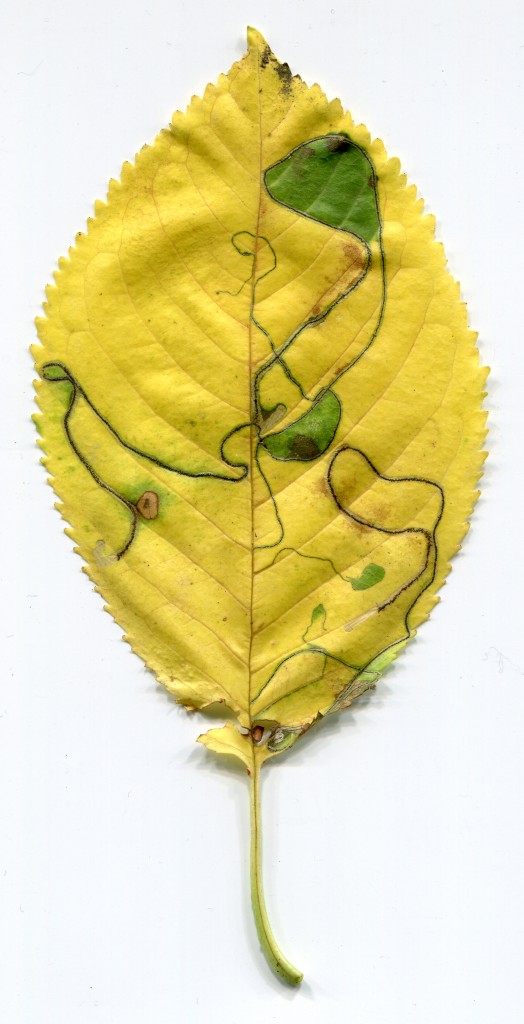 Cherry Leaf Miner taking a line for a walk