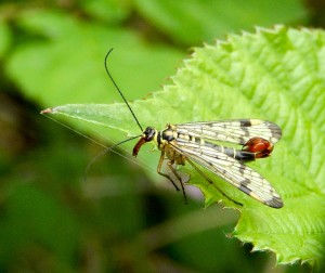 Male Scorpion Fly