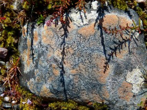 Lichen-covered rock near Dalwhinnie