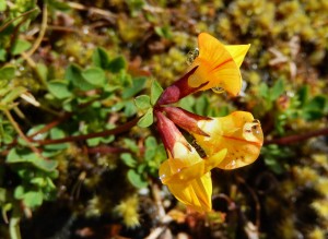 Birdsfoot Trefoil near Dalwhinnie