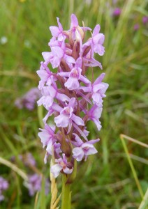 Fragrant Orchid Gymnadenia conopsea among heather on hill, Upper Speyside