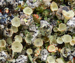 Like peering into a rock pool: Cup Lichens