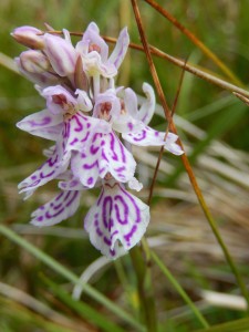 Marsh Orchid