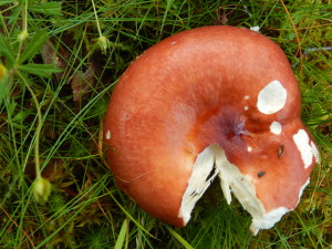 A red Russula
