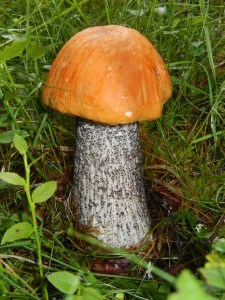 Orange Birch Bolete