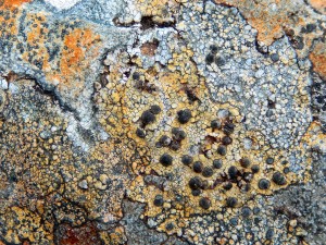 Orange crustose lichen with big black apothecia on rock