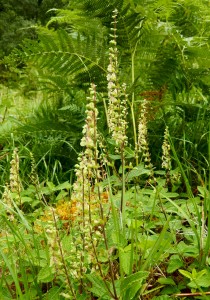 Wood Sage, Teucrium scorodonia