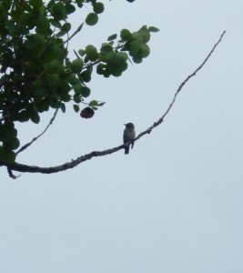 Spotted Flycatcher