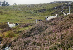 Feral Goats on Creag Dhu