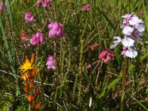 Bog Asphodel Bell Heather Marsh Orchid