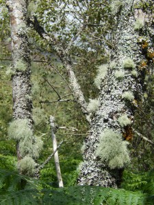 Trailing Beards of Lichen, mostly Usnea with some Ramalina