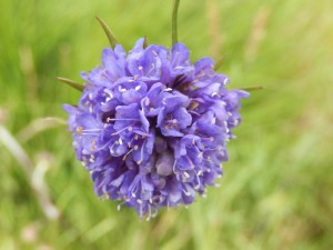 Scabious