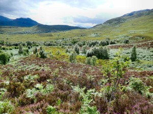 Regenerating Birch forest at Craig Meagaidh NNR