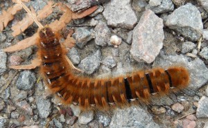 Caterpillar of Fox Moth Macrothylacia rubi