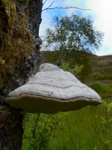 Birch Bracket Polypore