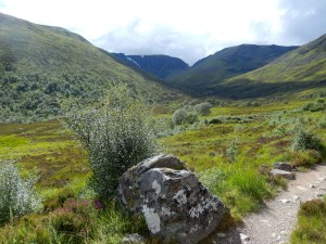 Rock Bog Heather Birch Mountain Tundra