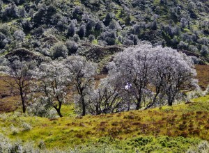 Glittering Downy Birches