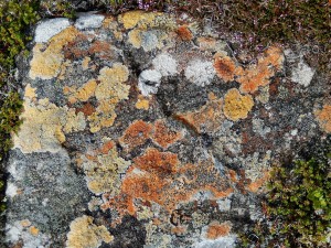 Glorious lichened rock on summit