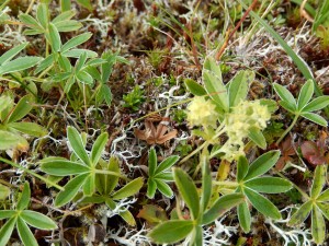 Alpine Lady's Mantle