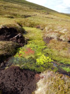 A Moss - green and red Sphagnum in a peat hag
