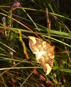 Northern Spinach Moth Eulithis populata (FP Bilberry)