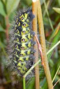 Pupating Emperor Moth Caterpillar Saturnia pavonia