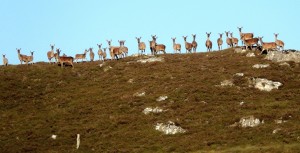 Herd of Red Deer on Sunlit Skyline