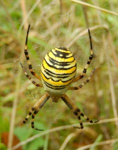 Wasp Spider, the first we've seen in Gunnersbury Triangle